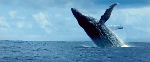 Imagem 5 do filme Oceanos